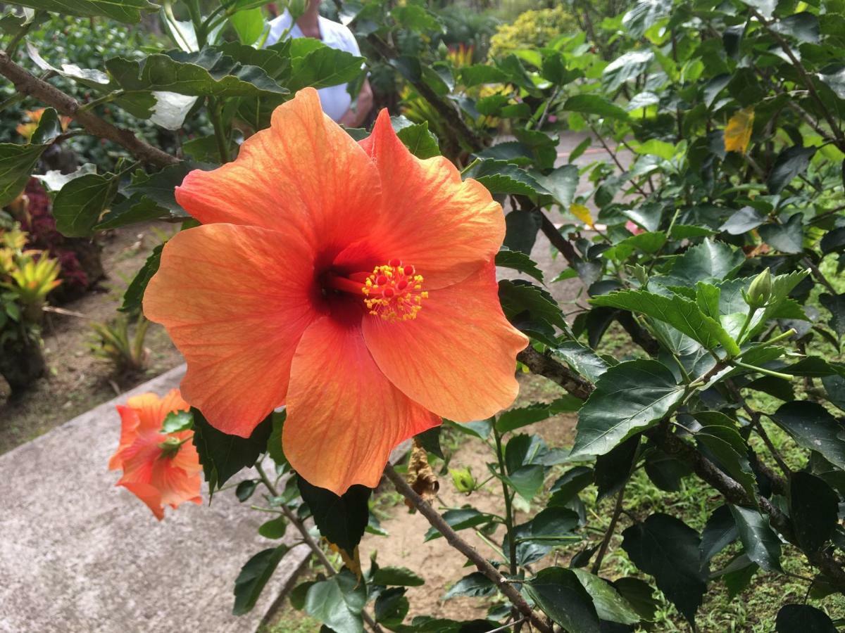 La Case A Malou Apartment Marigot Bagian luar foto